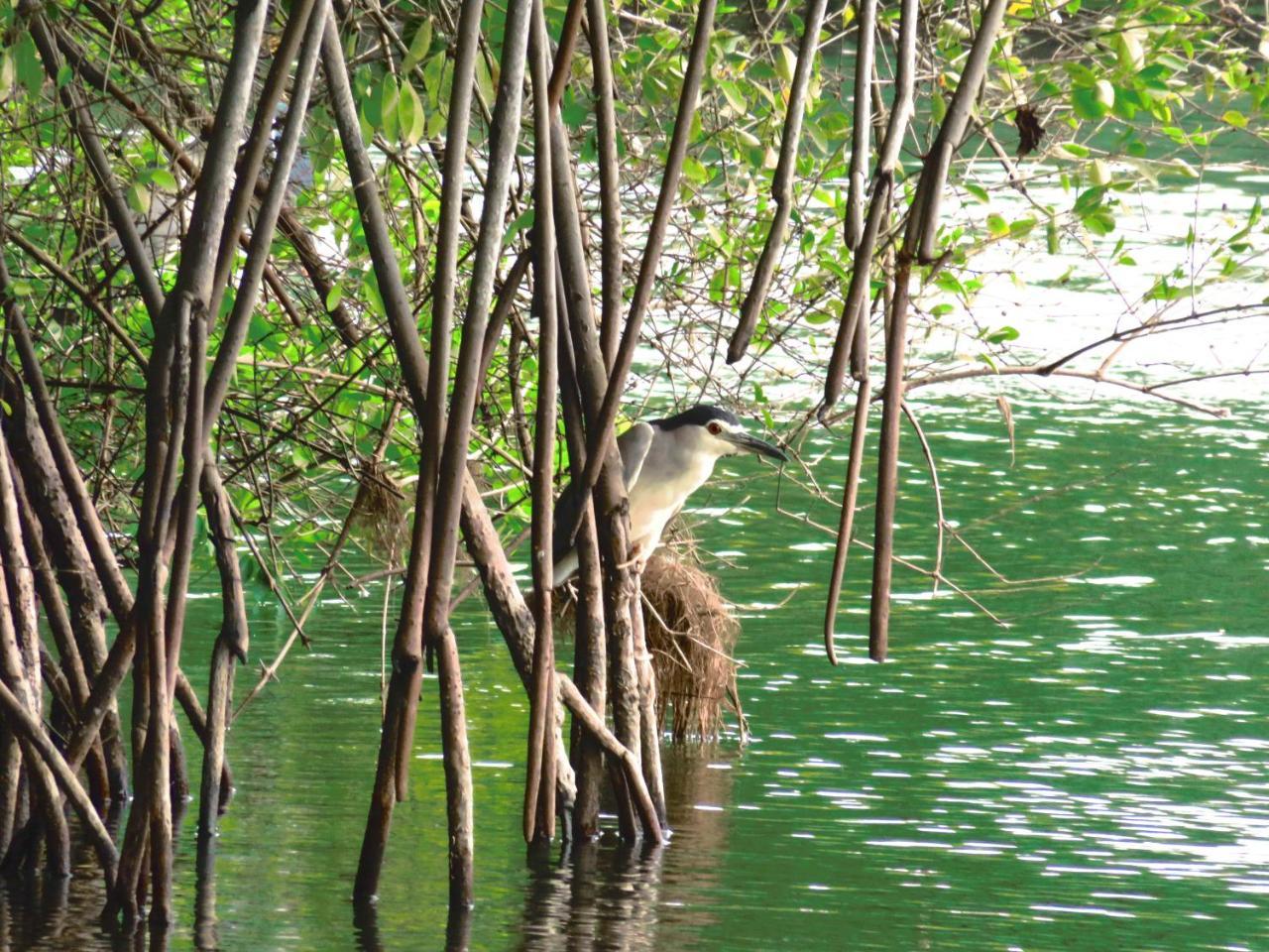 Beach Lagoon Guesthouse Tangalle Kültér fotó