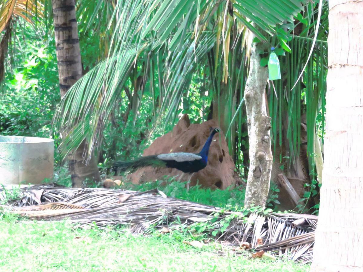 Beach Lagoon Guesthouse Tangalle Kültér fotó